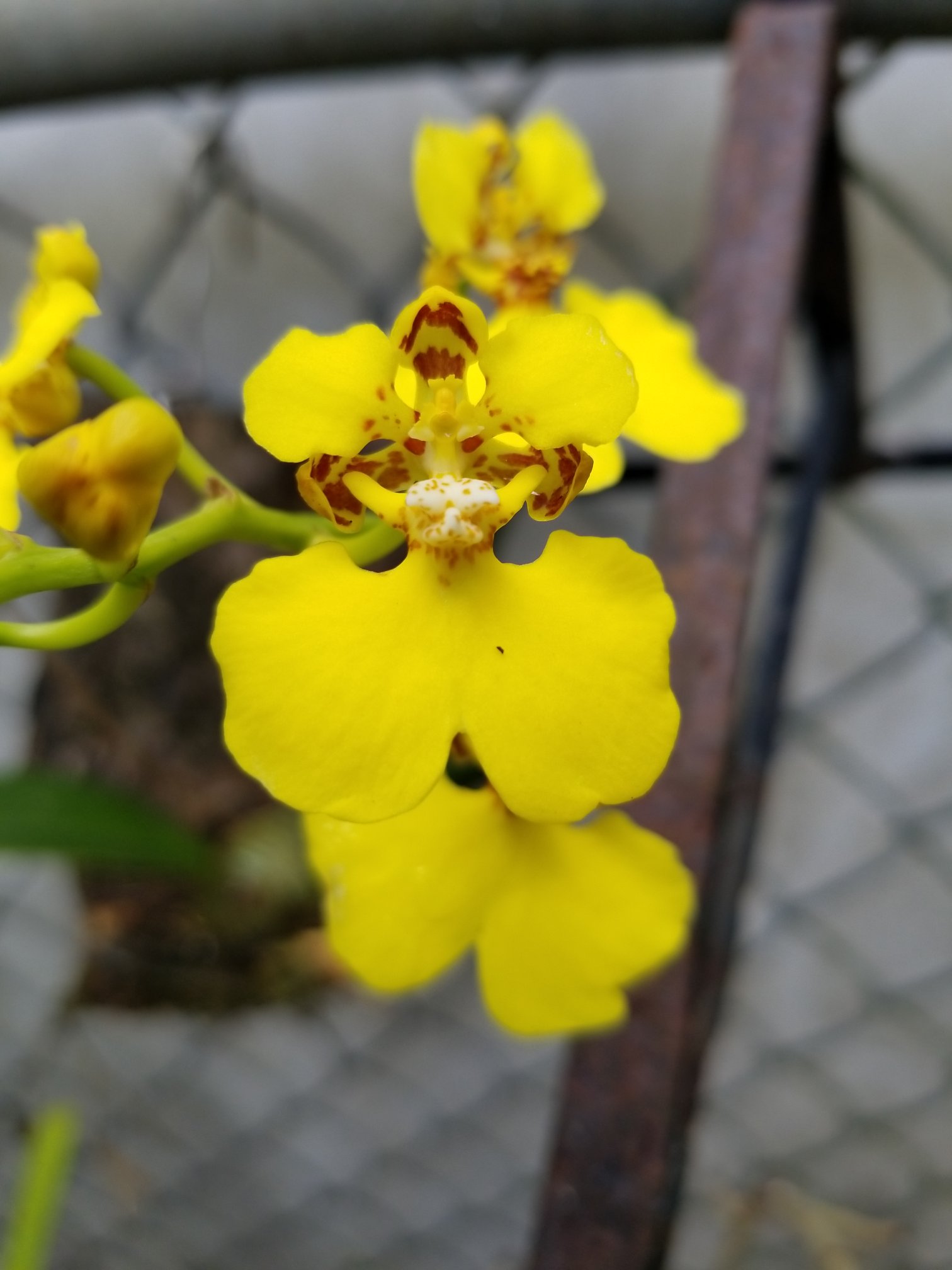 utils/images/species/spc_000032535_000459371.jpg