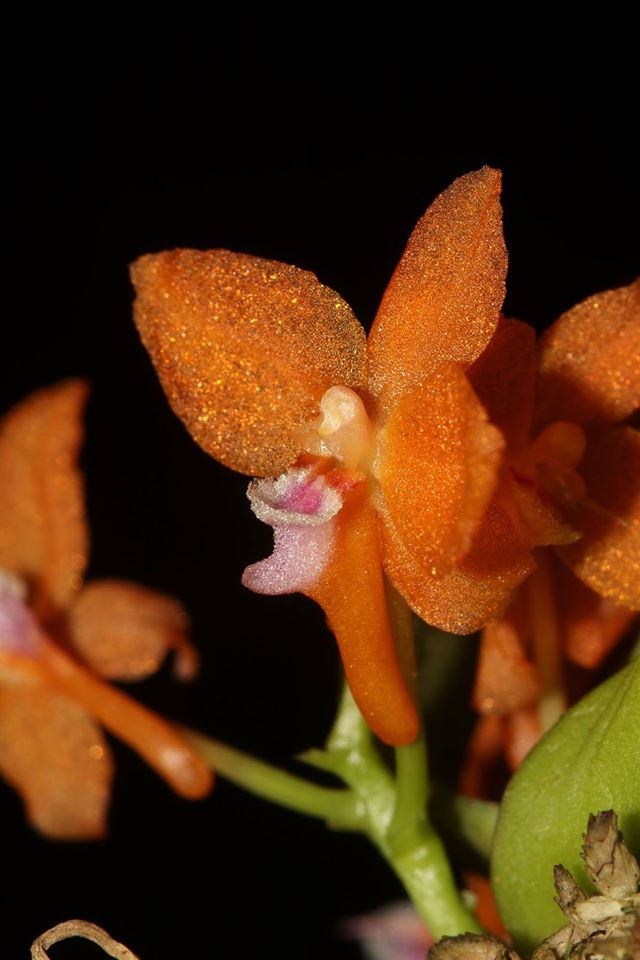 utils/images/species/spc_000033952_000036845.jpg