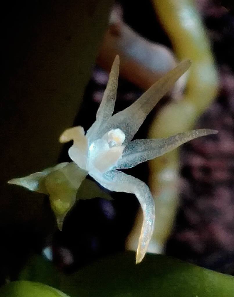 utils/images/species/spc_000037425_000023757.jpg