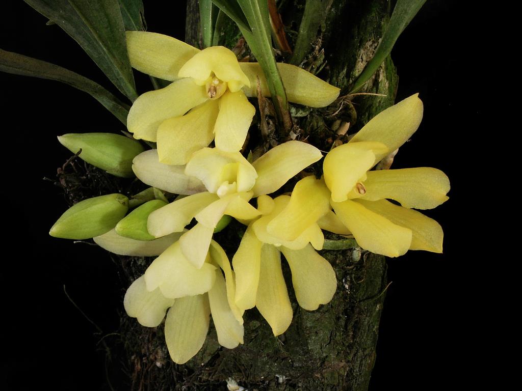 utils/images/species/spc_000038614_000023085.jpg
