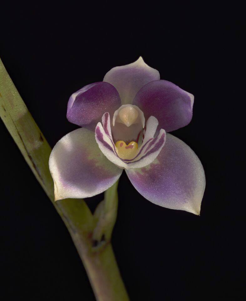utils/images/species/spc_000040551_000106161.jpg