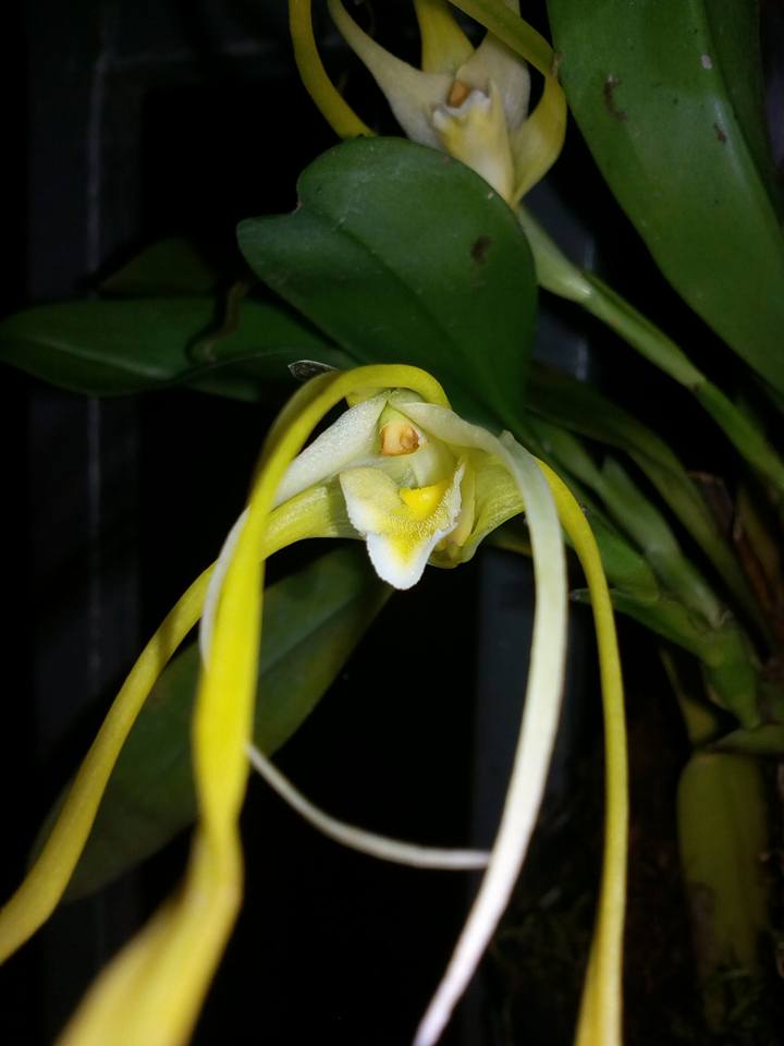 Maxillaria arachnitiflora