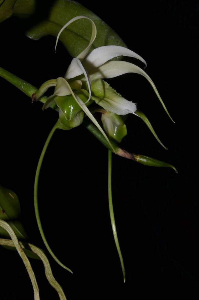 utils/images/species/spc_000042808_000346829.jpg