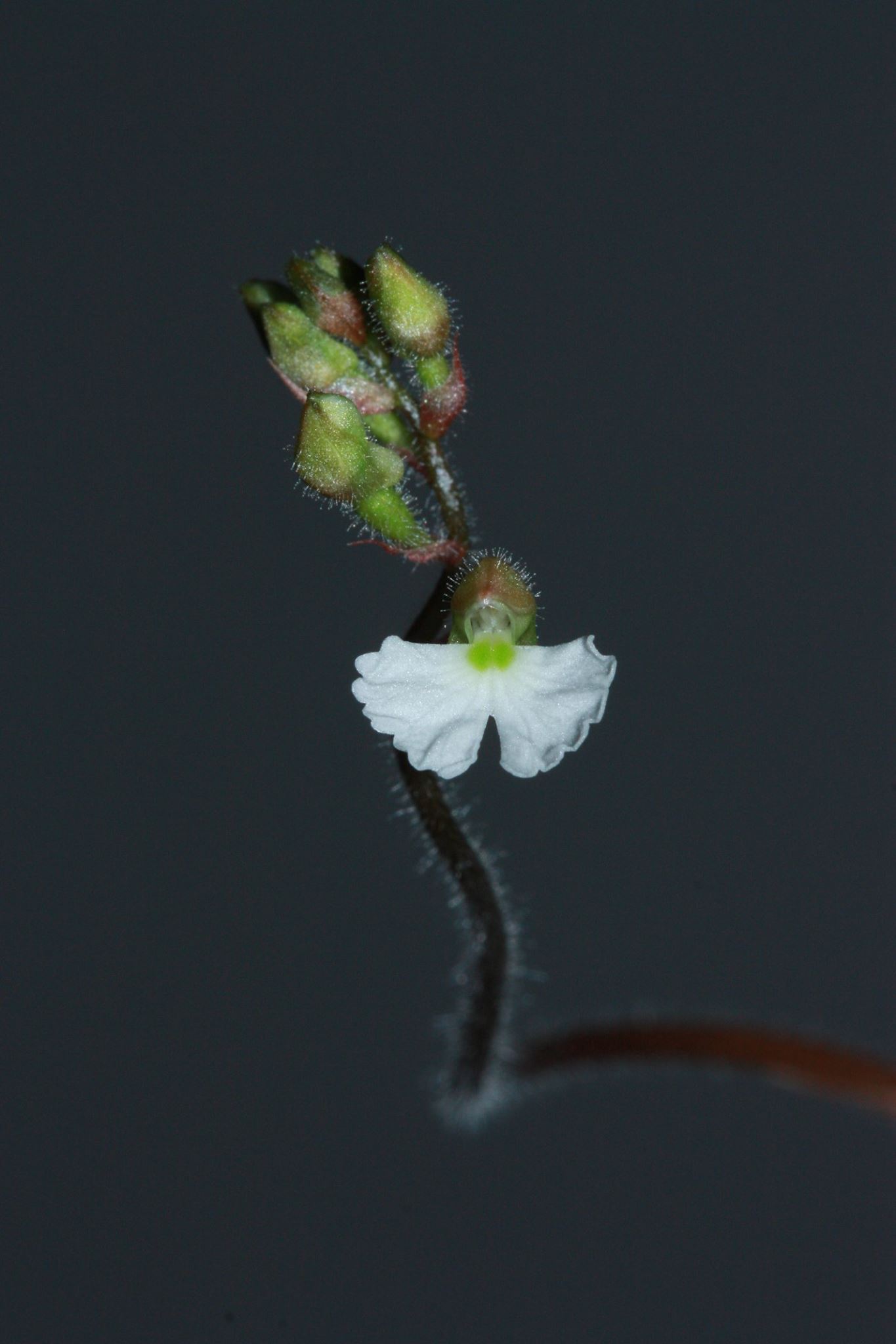utils/images/species/spc_000044800_000038779.jpg