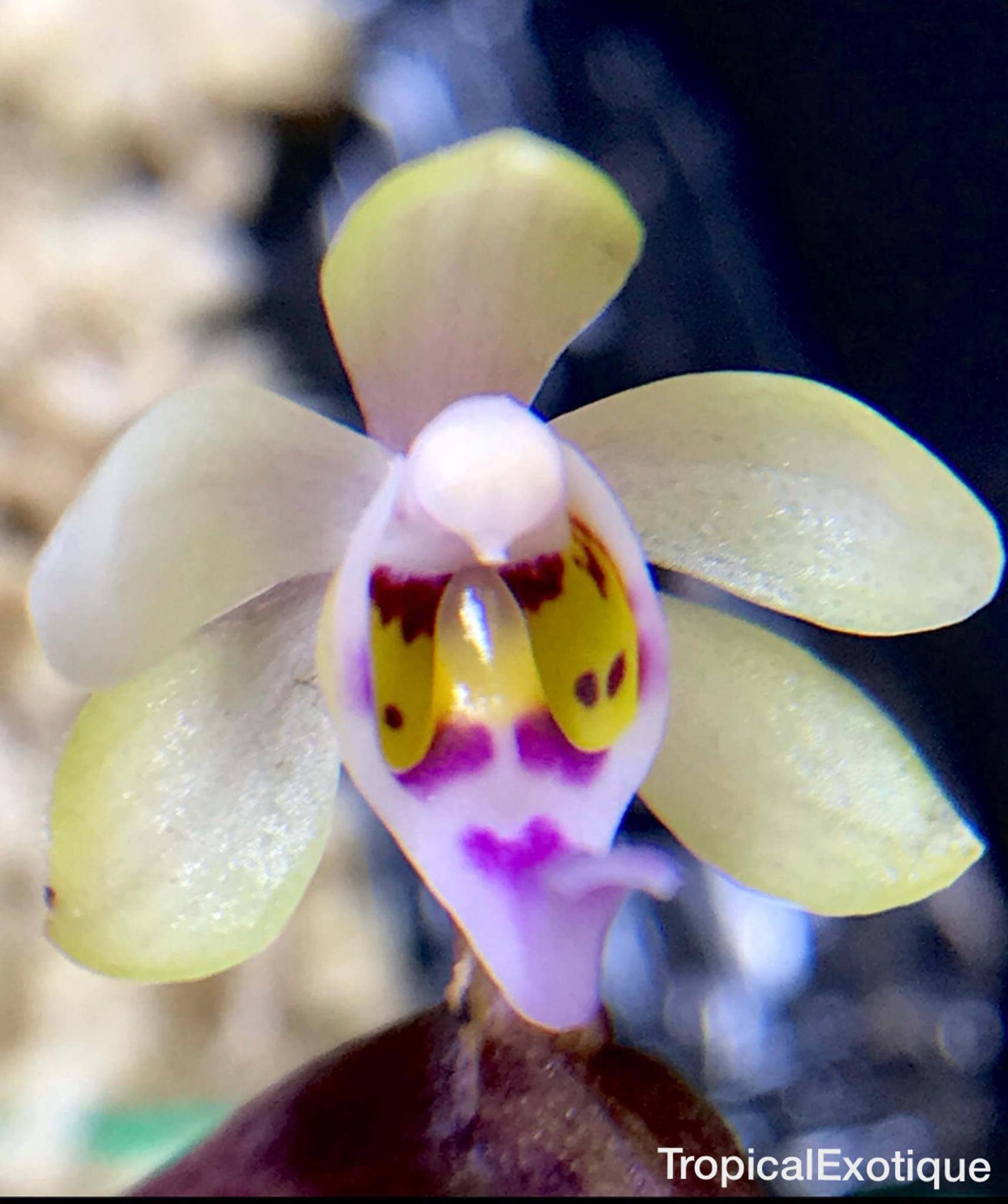 utils/images/species/spc_000049183_000062514.jpg