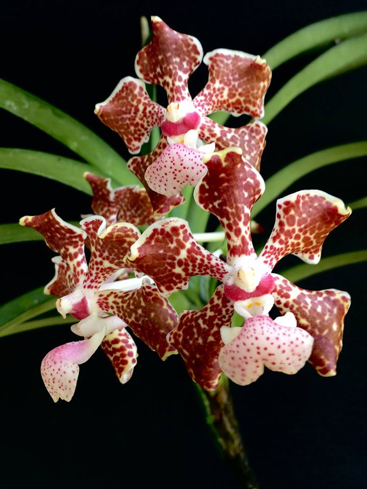 Vanda lombokensis