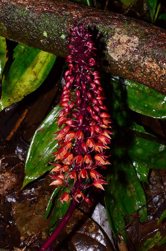 utils/images/species/spc_000051744_000061833.jpg