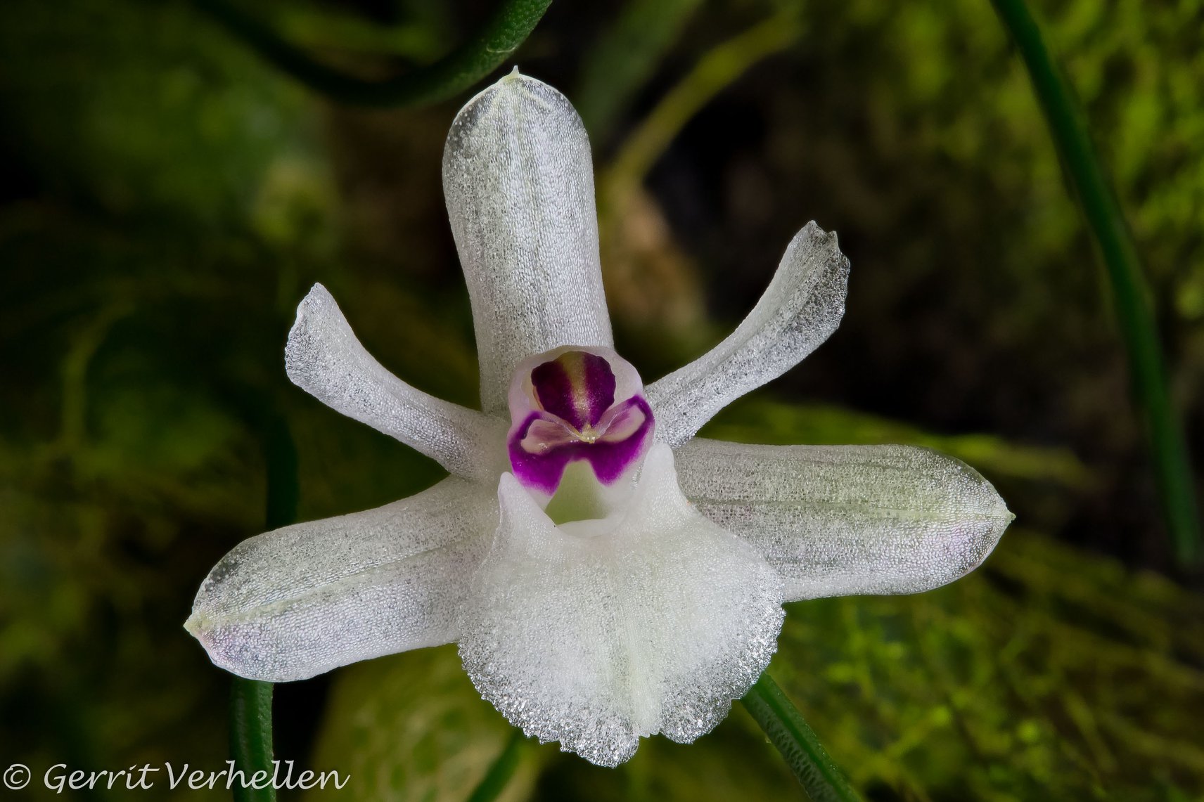 utils/images/species/spc_000052307_000102742.jpg