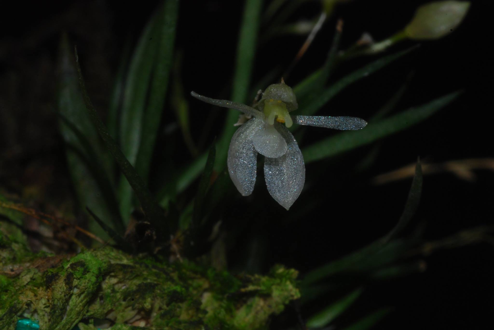 utils/images/species/spc_000053853_000019812.jpg