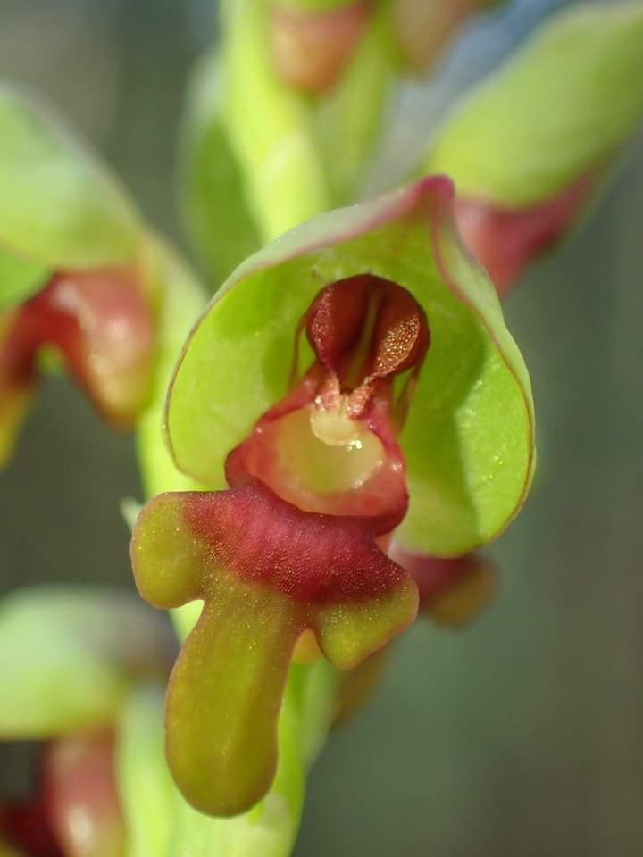 utils/images/species/spc_000071640_000197713.jpg