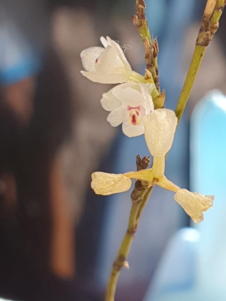 utils/images/species/spc_000072655_000192545.jpg