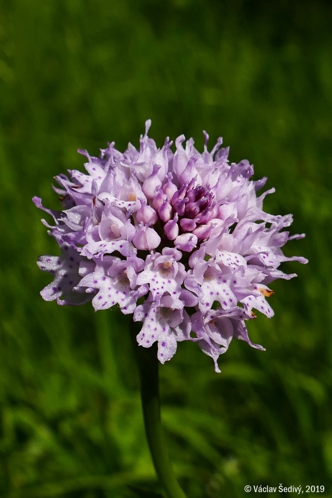 utils/images/species/spc_000073323_000207590.jpg
