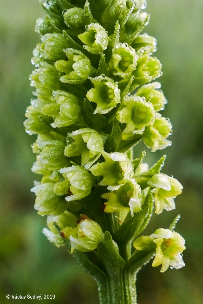 utils/images/species/spc_000073839_000166513.jpg