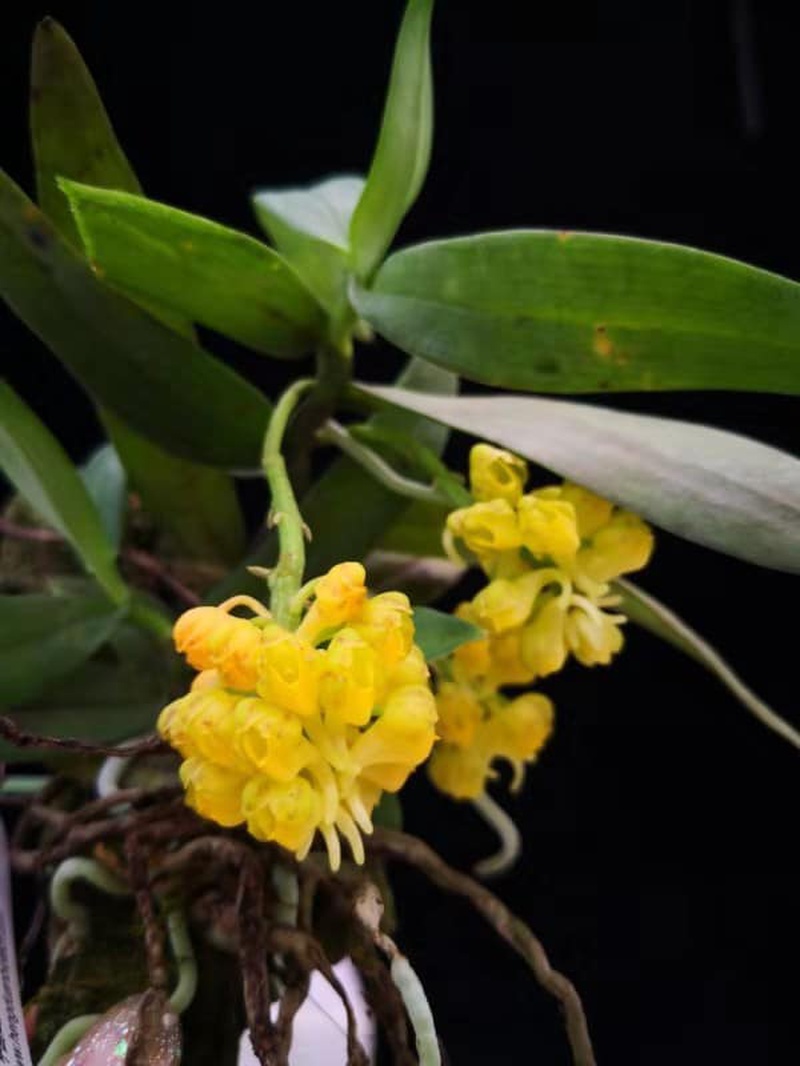 utils/images/species/spc_000075784_000209893.jpg