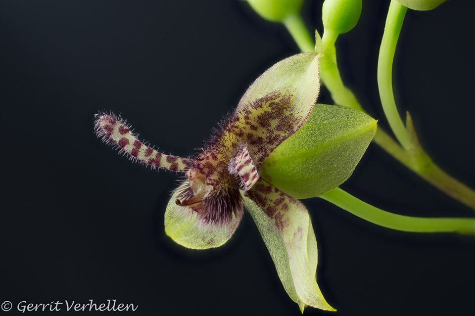 utils/images/species/spc_000078849_000208105.jpg