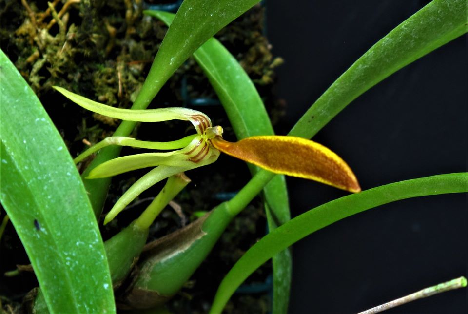 TÌNH YÊU LAN 3 - Page 37 Spc_000081102_000027304