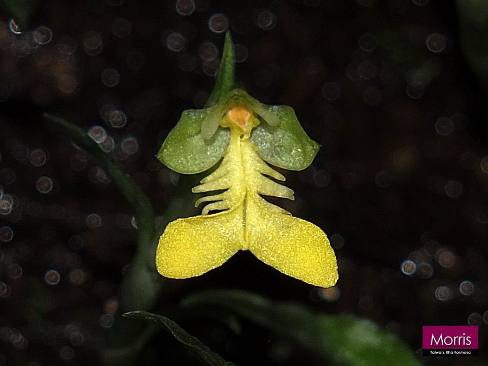 utils/images/species/spc_000082755_000137505.jpg