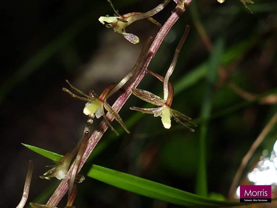 utils/images/species/spc_000082818_000206134.jpg