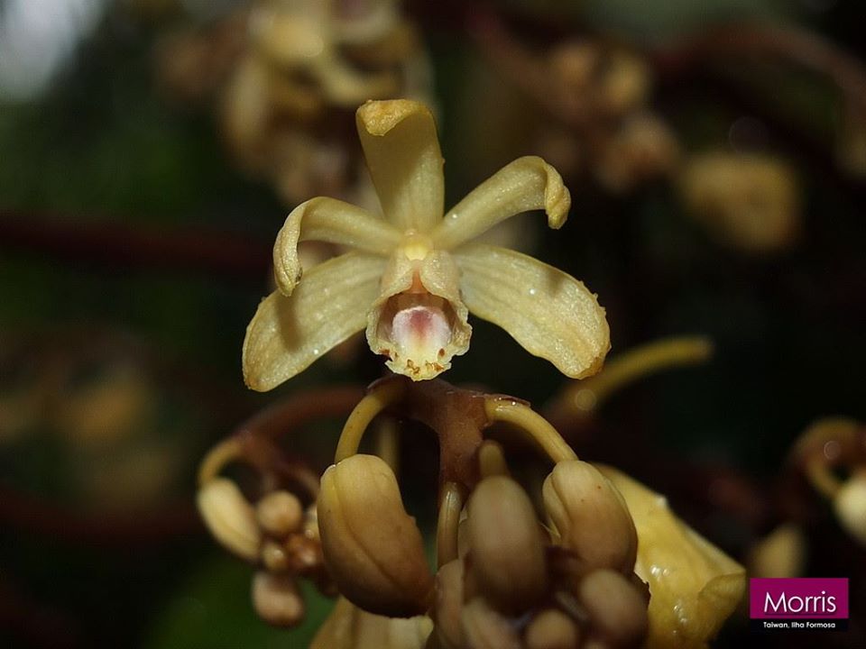 utils/images/species/spc_000082849_000072254.jpg