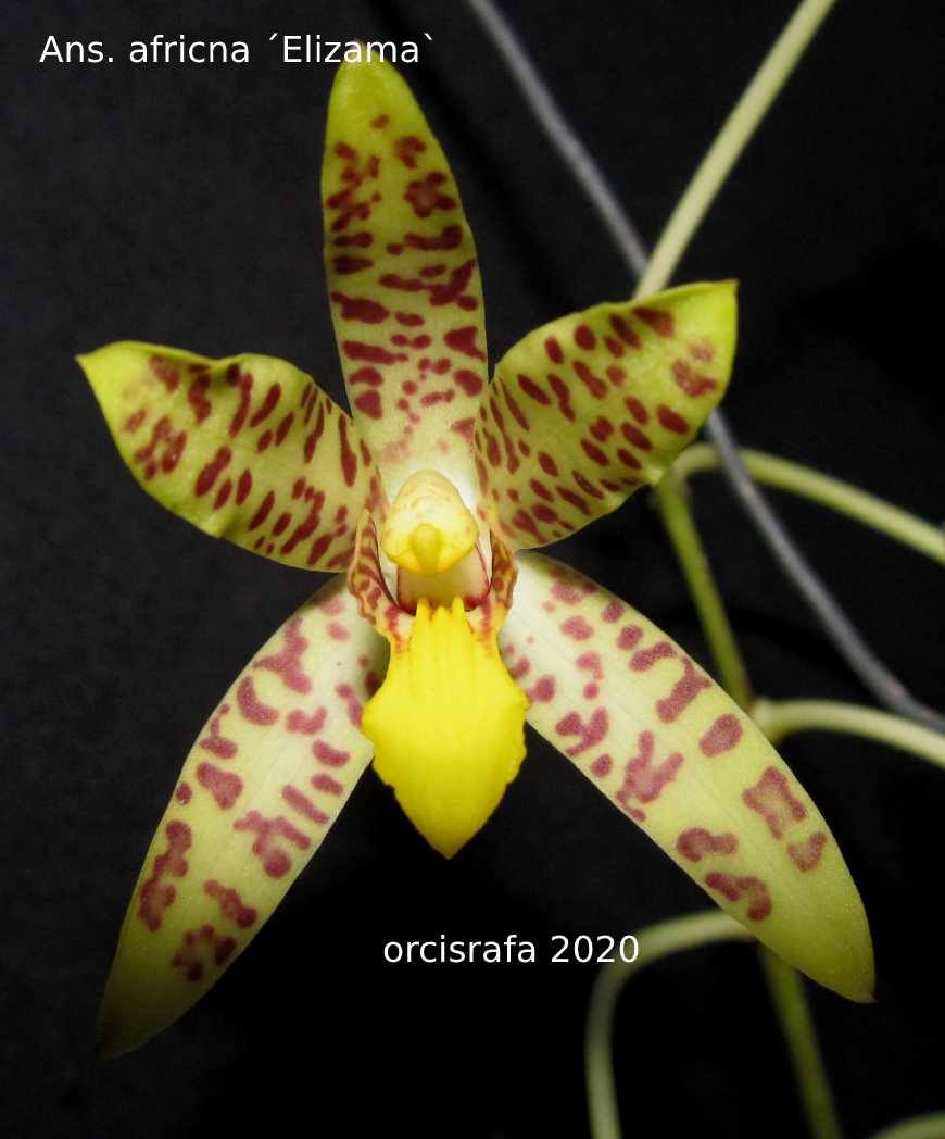 utils/images/species/spc_000083734_000010363.jpg