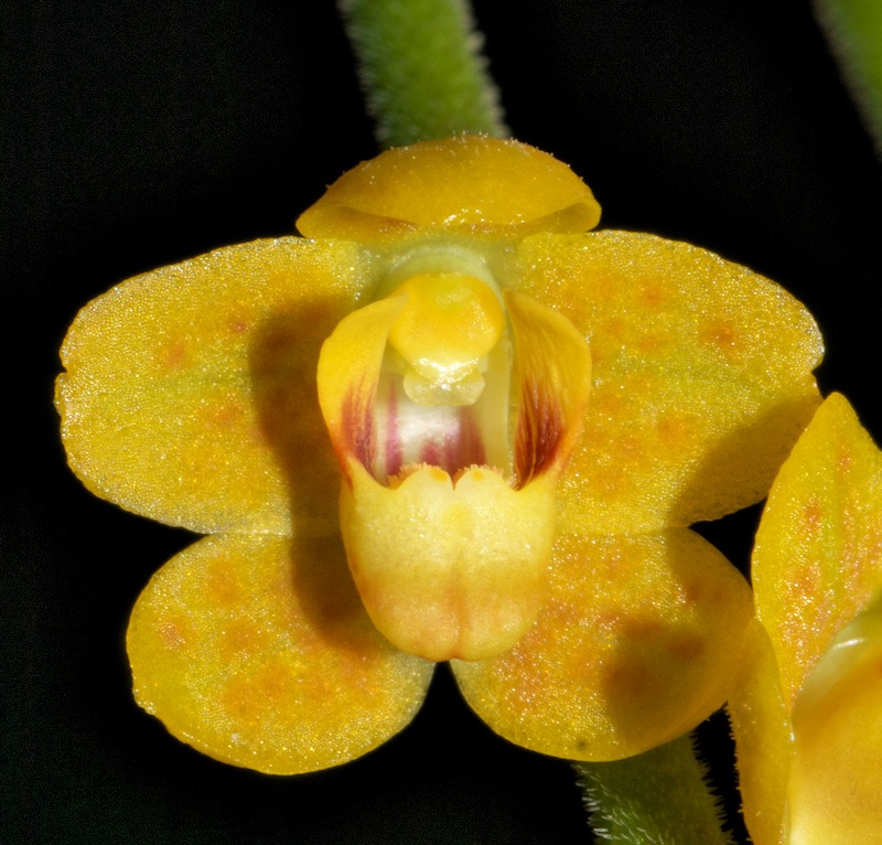 utils/images/species/spc_000084620_900000009.jpg
