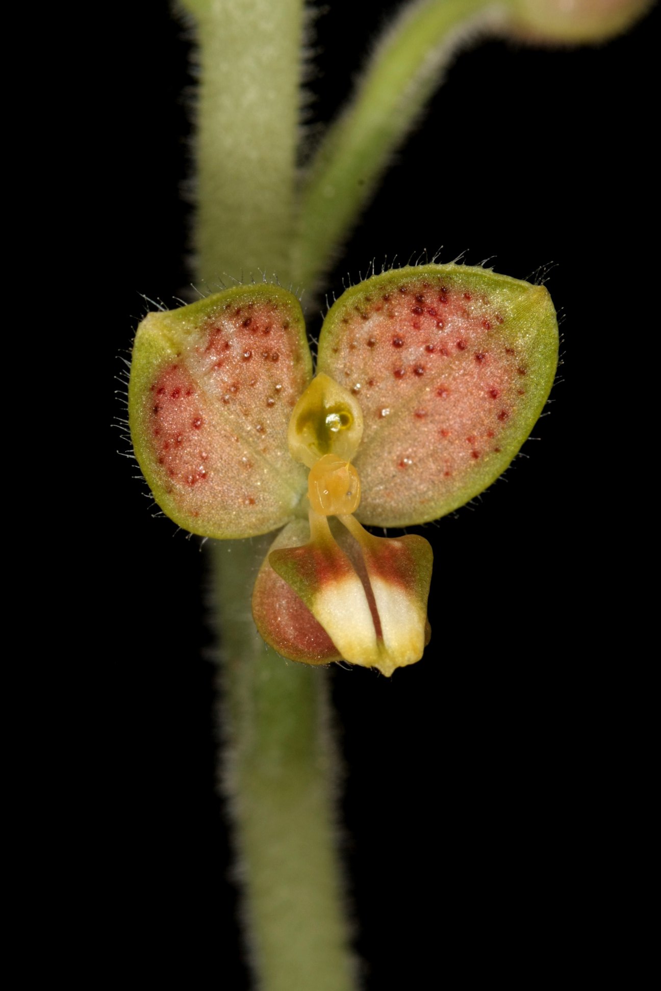 utils/images/species/spc_000084973_000163363.jpg