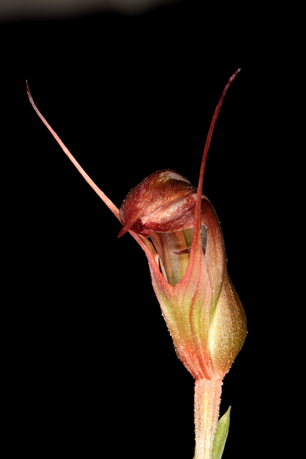 utils/images/species/spc_000085298_000170535.jpg