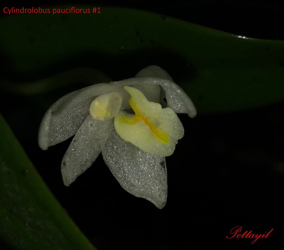 utils/images/species/spc_000086151_000528989.jpg