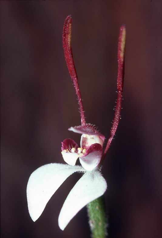 utils/images/species/spc_000087613_000110935.jpg