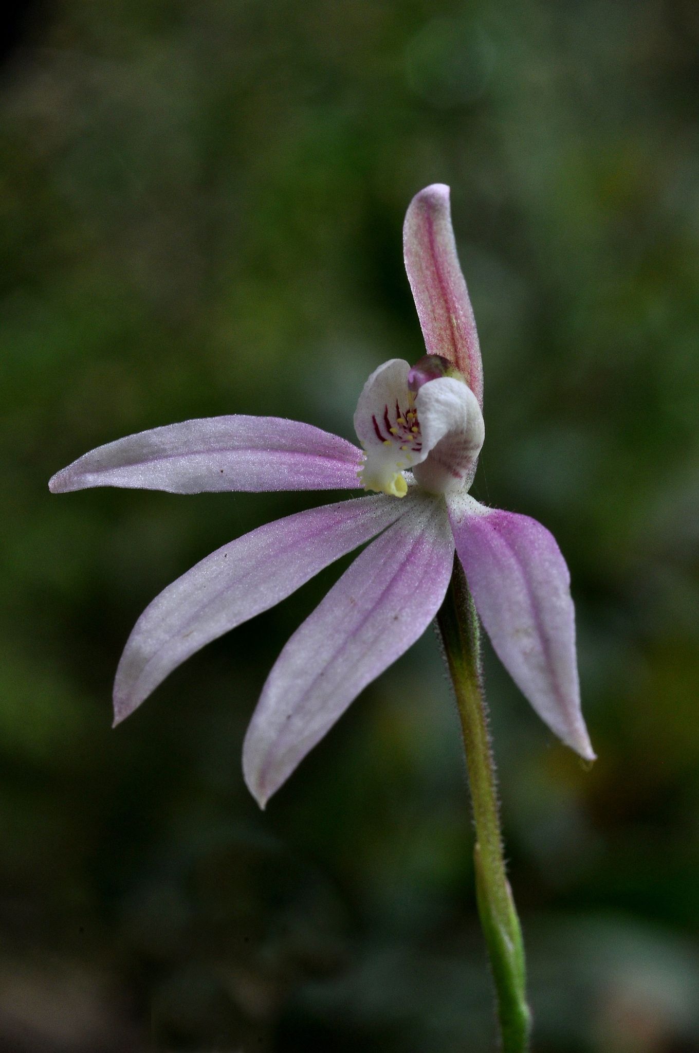 utils/images/species/spc_000087631_000028727.jpg