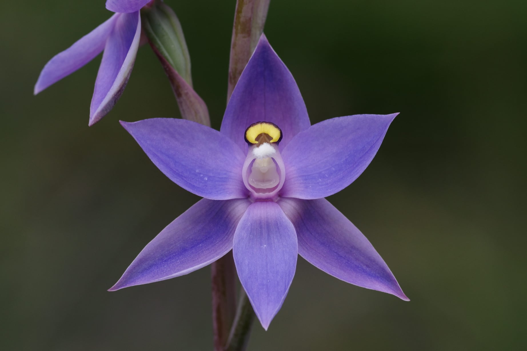 utils/images/species/spc_000087664_000493497.jpg