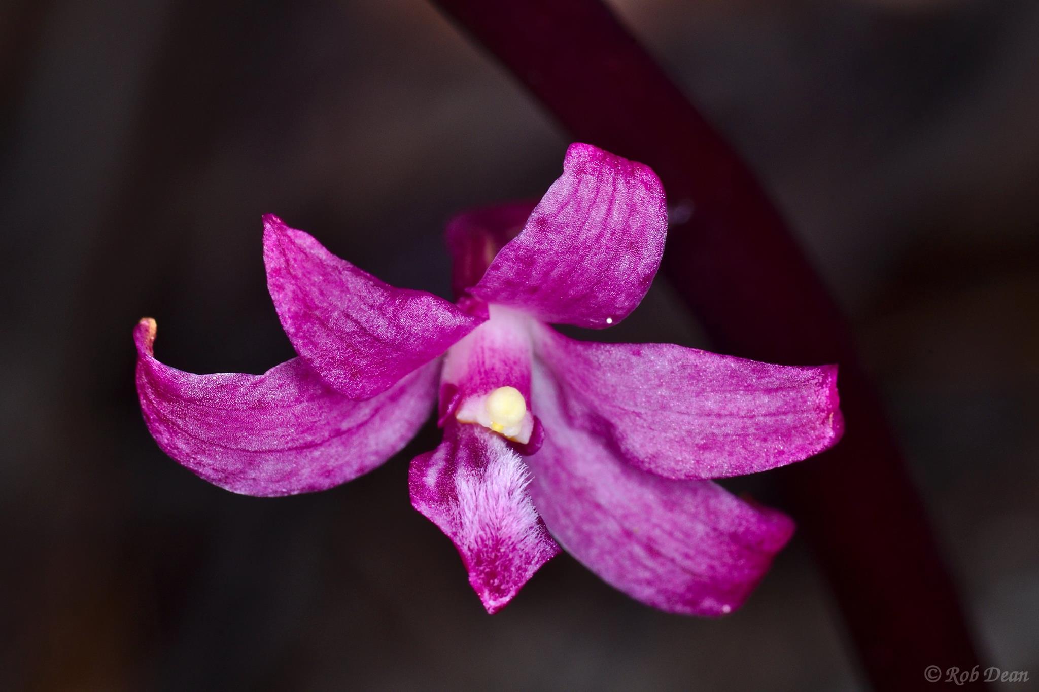 utils/images/species/spc_000087854_000062621.jpg