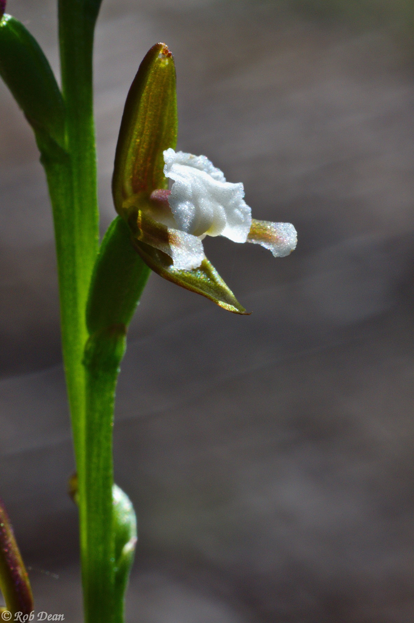 utils/images/species/spc_000087892_000164679.jpg