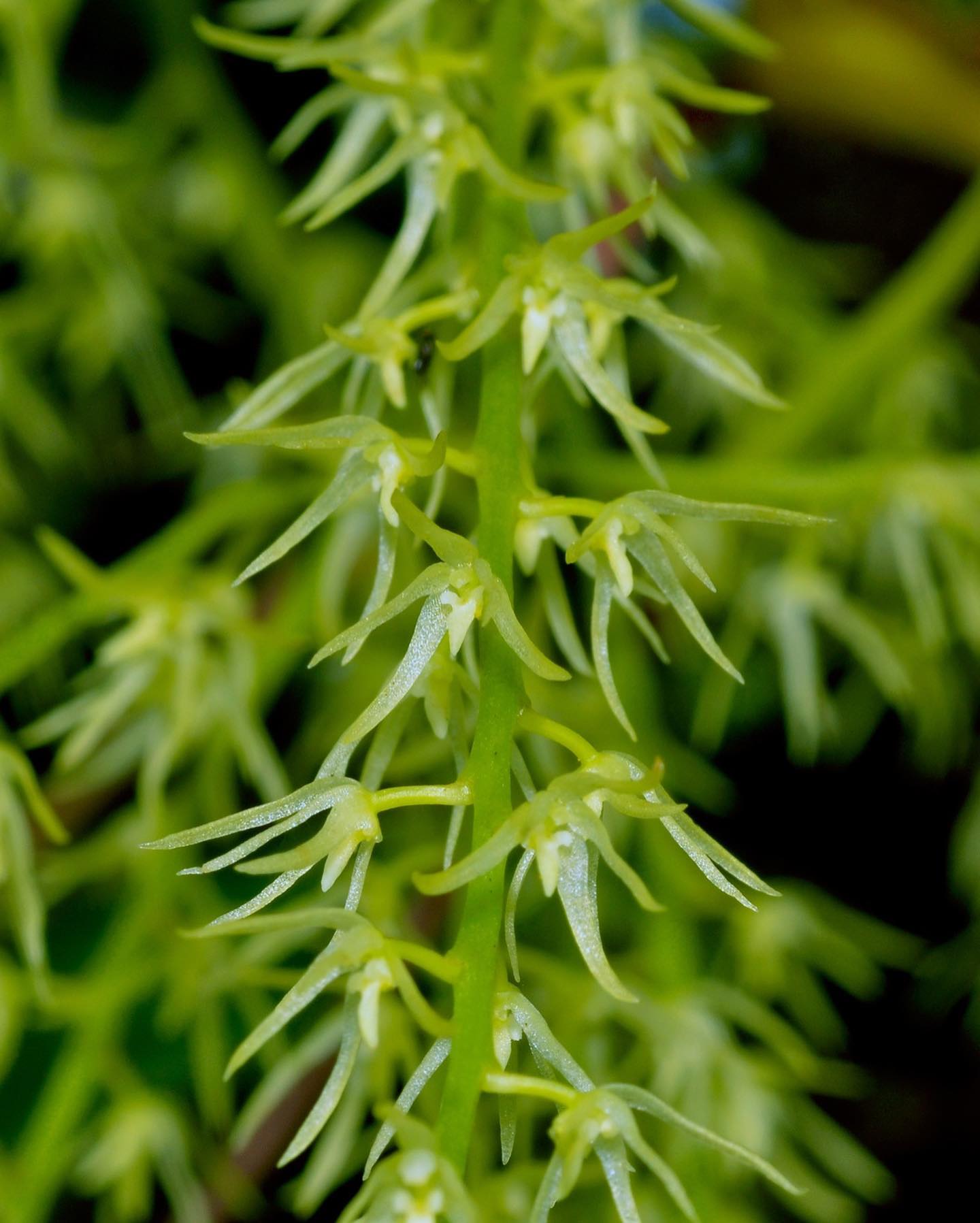 utils/images/species/spc_000087985_000032230.jpg