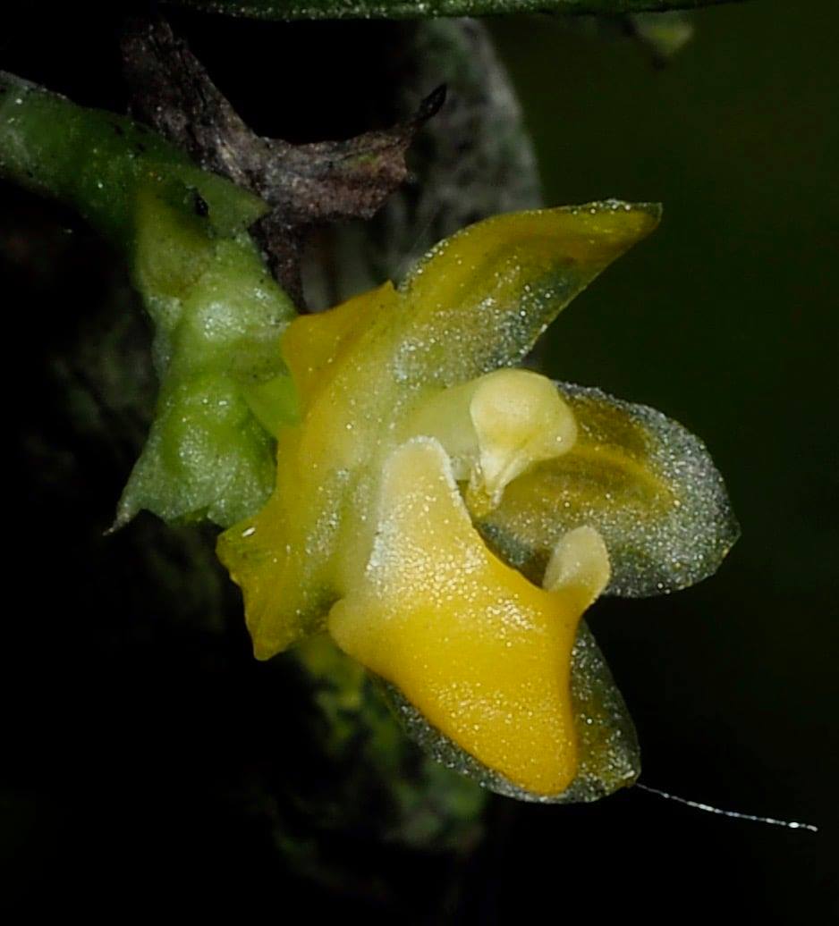 utils/images/species/spc_000088180_000039800.jpg