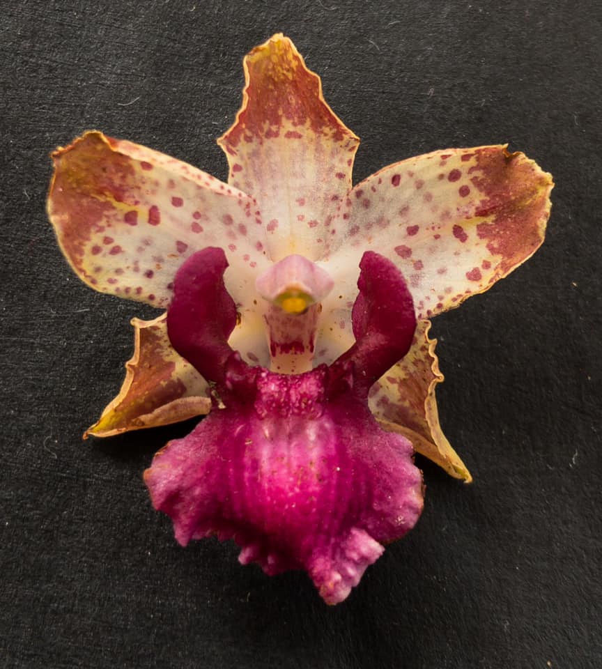 utils/images/species/spc_000088609_000054726.jpg