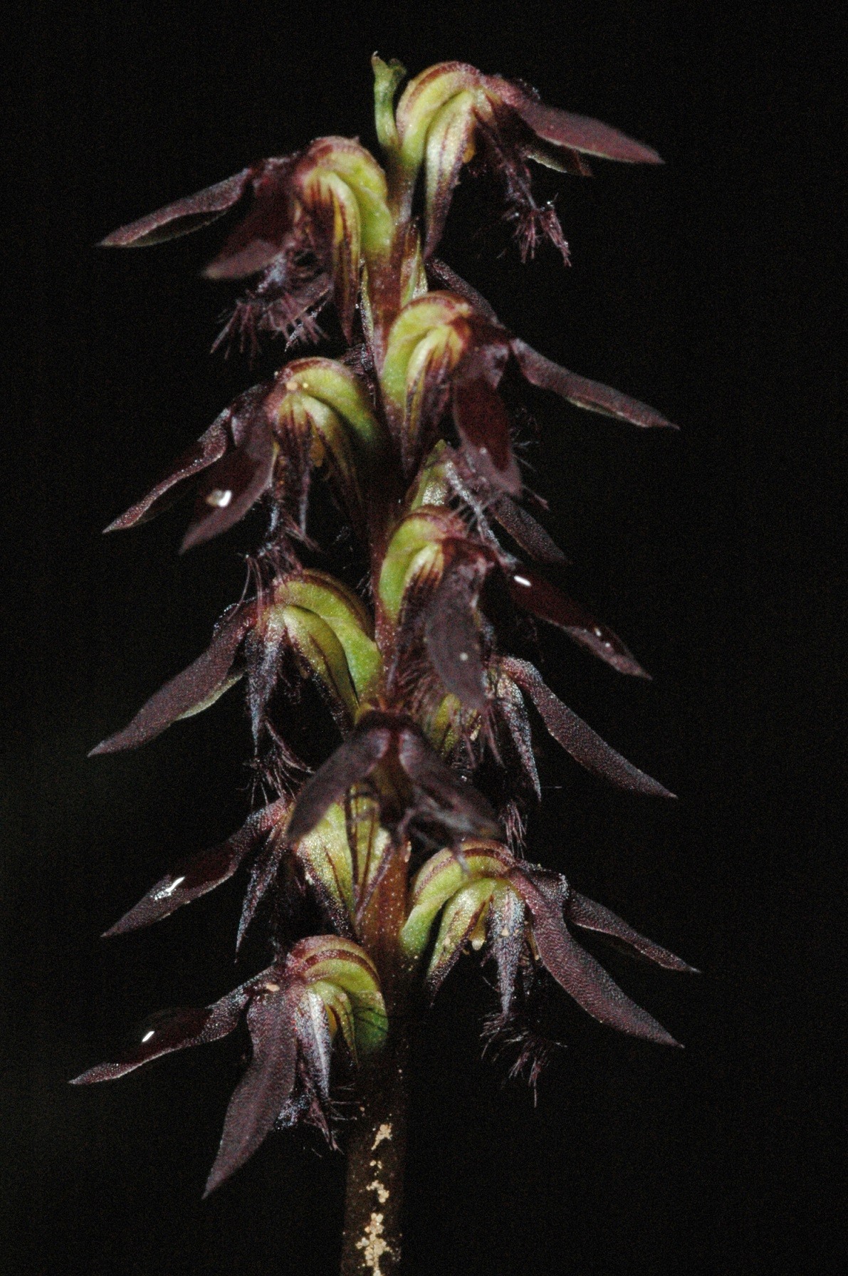 utils/images/species/spc_000089166_000018952.jpg