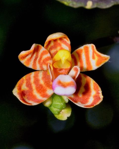 utils/images/species/spc_000089481_000064697.jpg