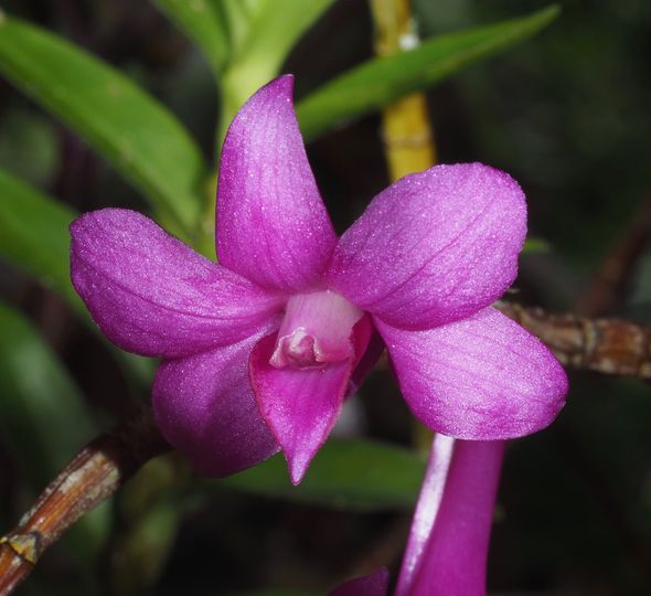 Dendrobium alderwereltianum