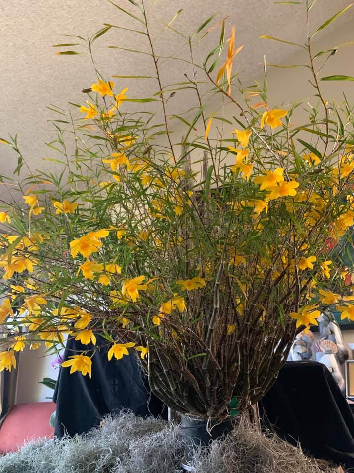 Dendrobium hancockii