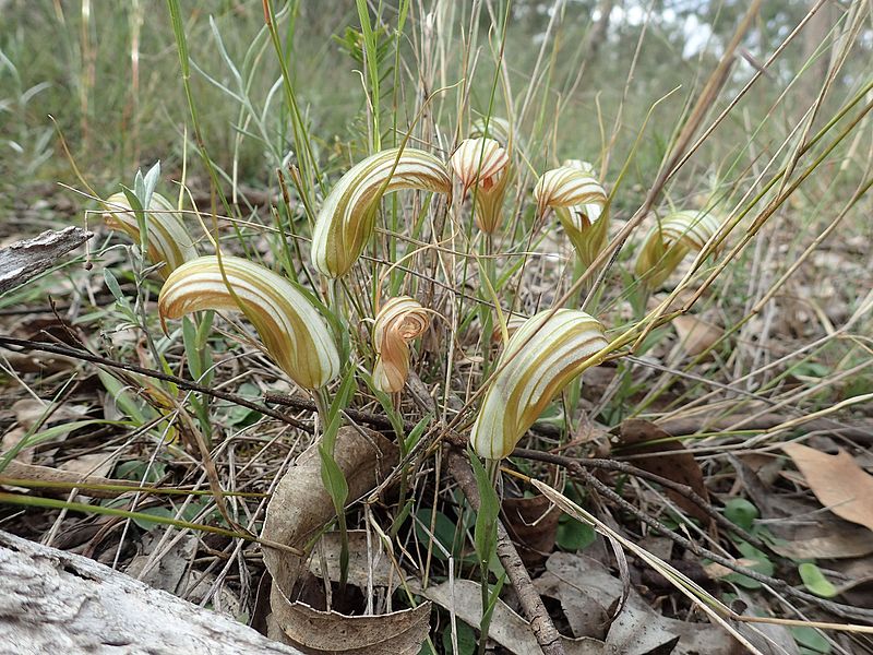 Pterostylis truncata