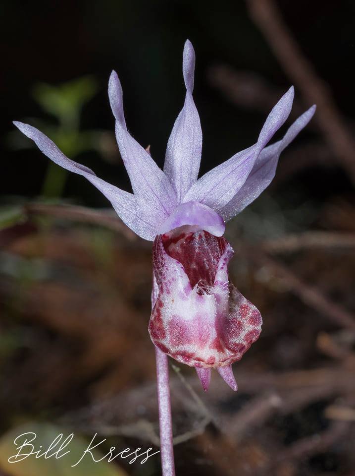 utils/images/species/spc_000092012_000032237.jpg