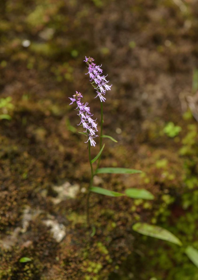 utils/images/species/spc_000093961_000526258.jpg