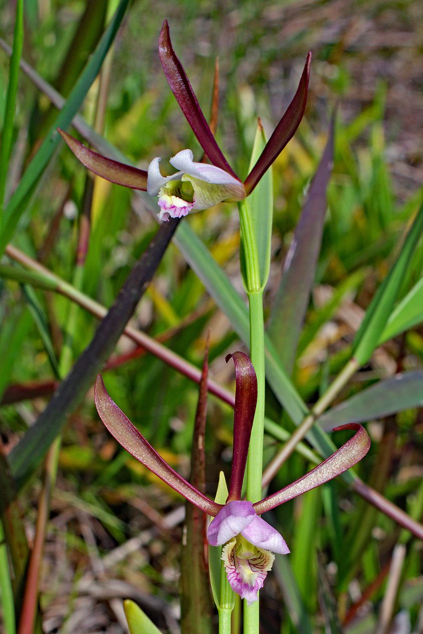 utils/images/species/spc_000094613_000459843.jpg