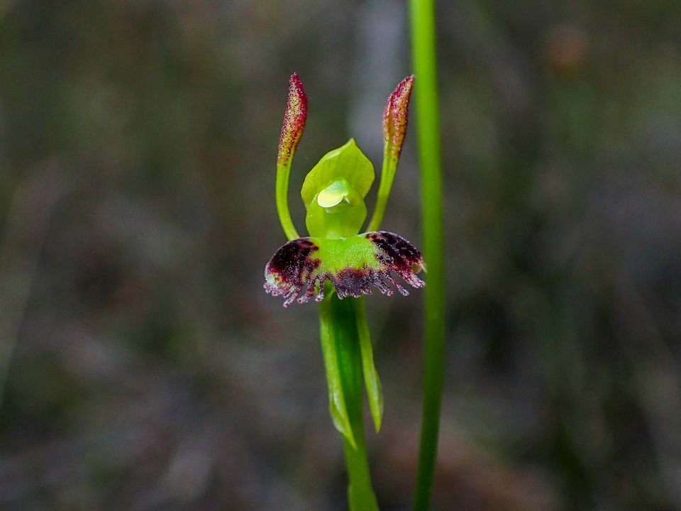 utils/images/species/spc_000094623_000110880.jpg