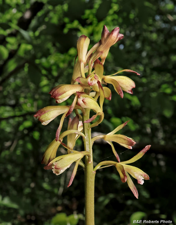 utils/images/species/spc_000094649_000012782.jpg