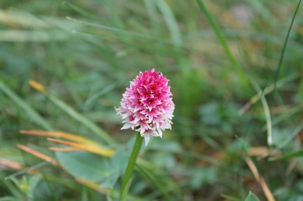 utils/images/species/spc_000094866_000093730.jpg