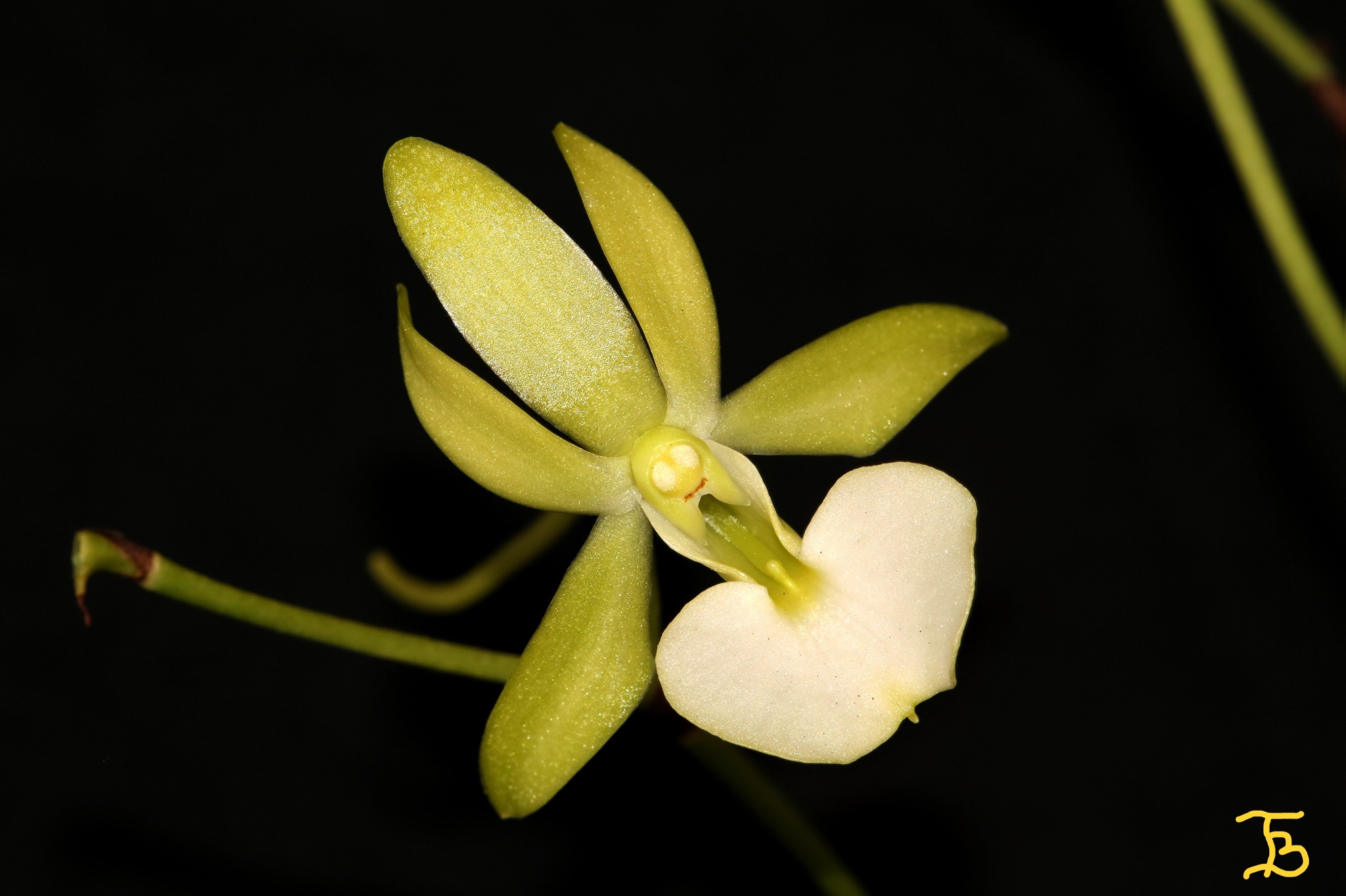utils/images/species/spc_000095916_000060150.jpg