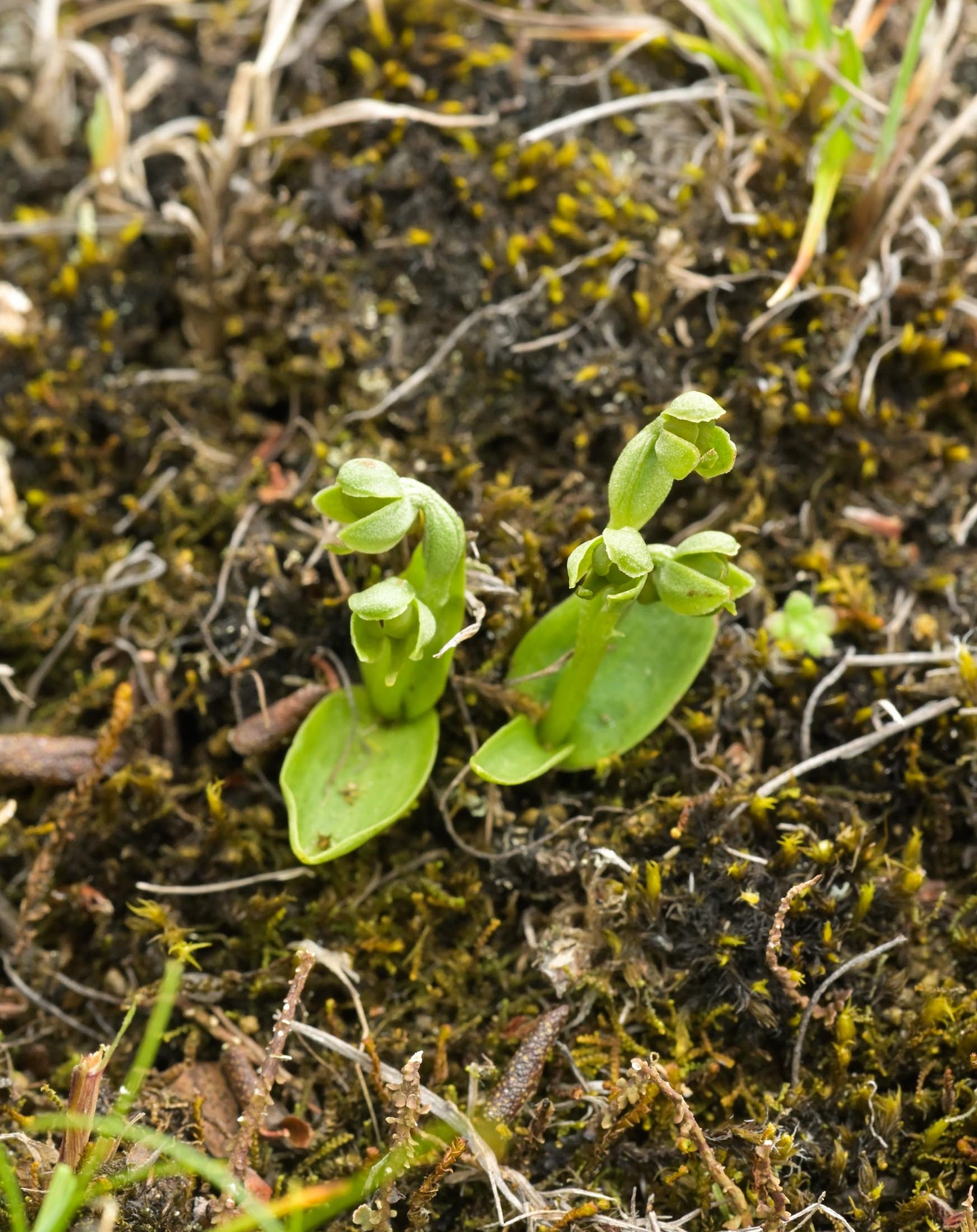 utils/images/species/spc_000096001_000520737.jpg