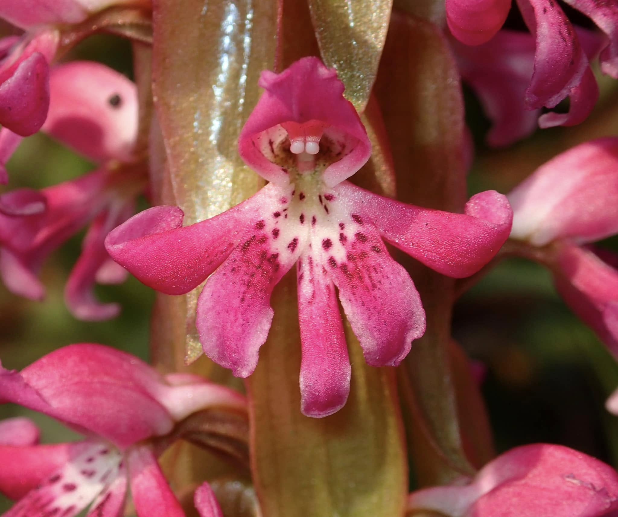 utils/images/species/spc_000100208_000186140.jpg